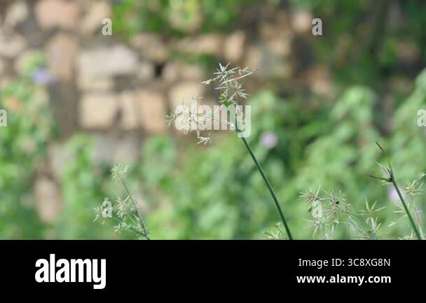 Cyperus rotundus grass. Its common names coco grass,Java grass,nut ...