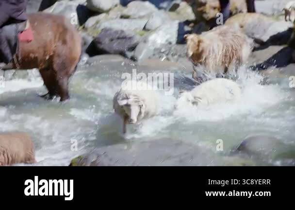 Slow motion video of a sheep running and jumping in fast-moving water ...