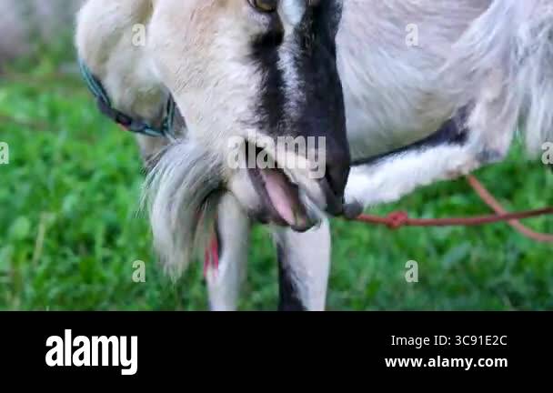 White goat with a rope around its neck tied to a tree. Focus selected ...