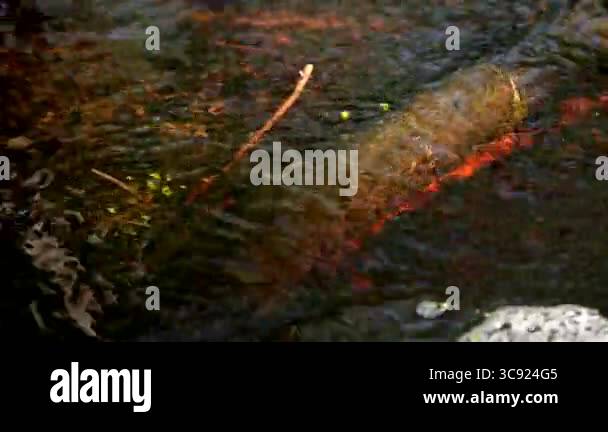 Murmur Fish Murmur texture Stock Videos & Footage - HD and 4K Video Clips - Alamy