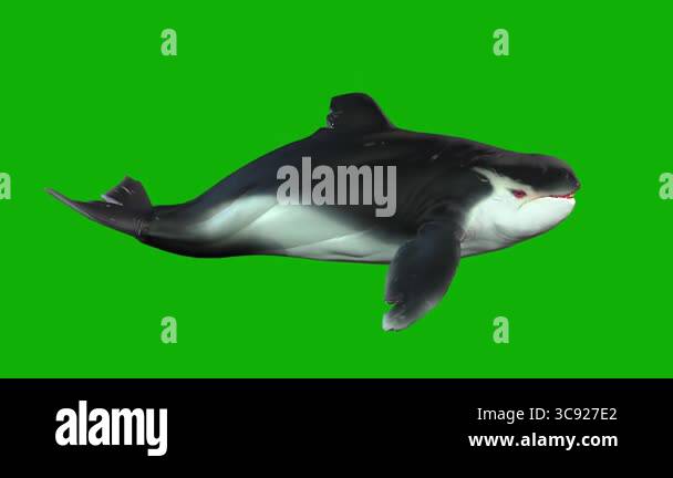 Killer Whale 3d Model Swimming From Right 3d Rendering Animation On