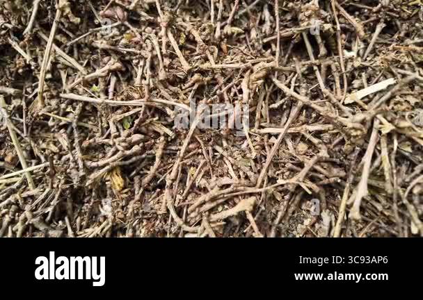 Close-Up View of a Forest Ant Colony in Motion. Tight frame focusing ...