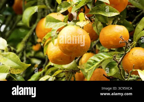 Mandarin orange (Citrus reticulata) tree branch in summer orchard