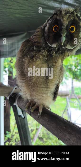 Long eared owl chick long eared owl nestling of a bird of prey owls