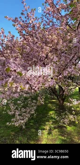 beautiful-spring-flowers-in-the-garden-stock-video-footage-alamy