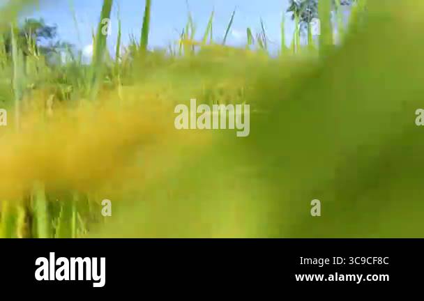 Full HD footage panning shot of mature rice field Stock Video Footage ...