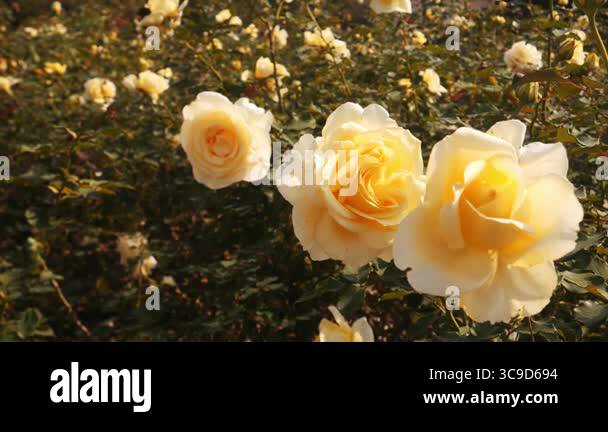 Elina Noir Bloom