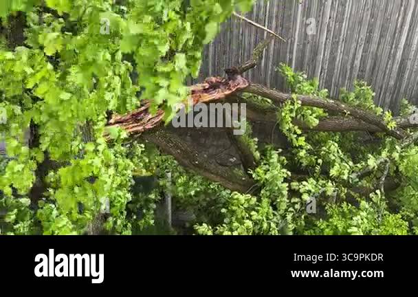Close-up of a large tree trunk split and fallen during a storm, with ...