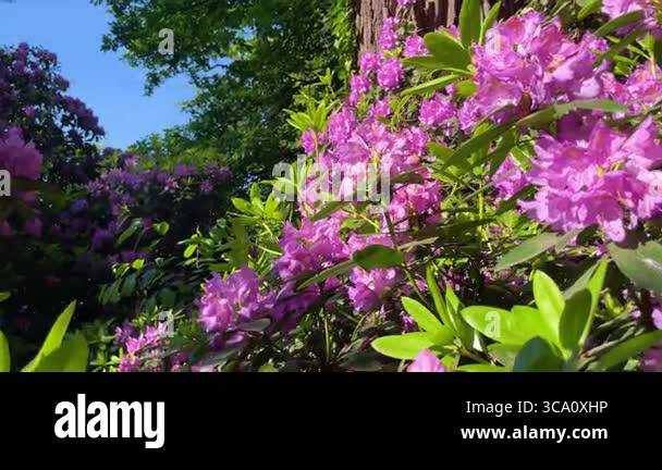 Rhododendron flowers bush macro movement Stock Video Footage - Alamy