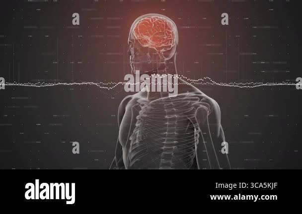Translucent Skeleton 3D render translucent skeleton showing red brain spine presenting ...