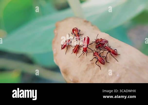 Milkweed bugs (Oncopeltus) gather on the surface of a Calotropis seed ...