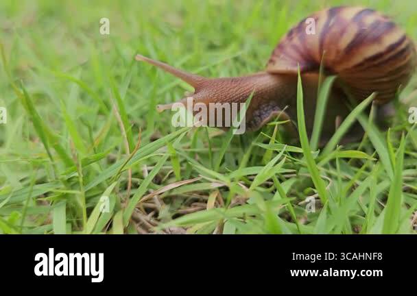 Snails On The Lawn In The Backyard On A Relaxing Day Stock Video Snails On The Lawn In The Backyard On A Relaxing Day Stock Video