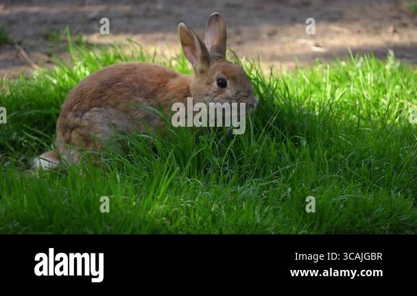 Cute brown rabbit eats green grass on the lawn in close-up Stock Video ...
