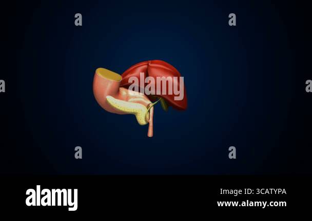 Human Pancreas Anatomy. 3D Illustrations Stock Video Footage - Alamy