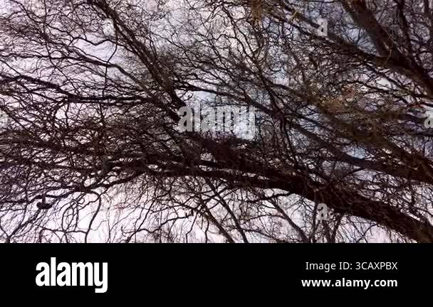 Willow tree, Salix sallow tree branches against sky near river Stock ...