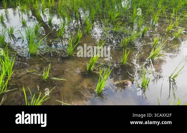 Water Logged Rice Seedlings in Agriculture Fields Countryside of ...