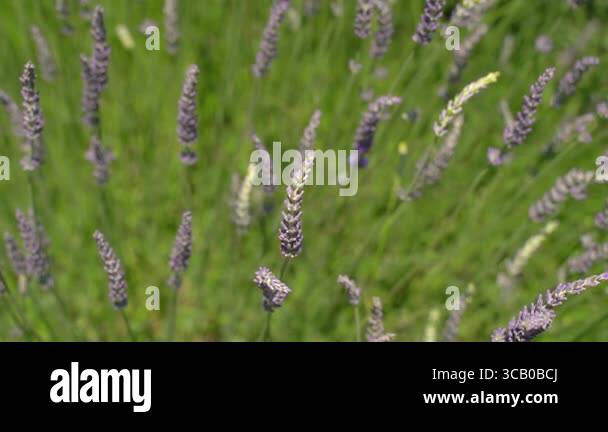 Tranquil video of a blooming lavender flower bed swaying gently in the ...