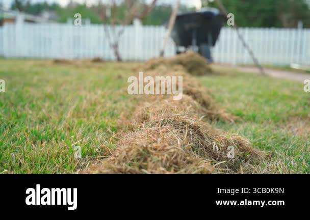 Lawn maintenance in the spring Dry grass after lawn care High quality Lawn maintenance in the spring Dry grass after lawn care High quality