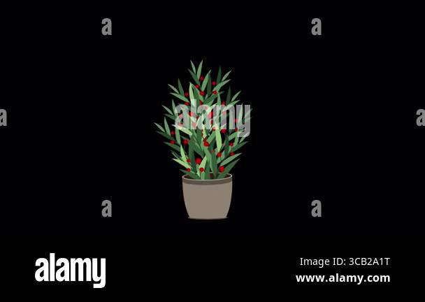 Home plant animation. Potted plant isolated. Decorative green ...