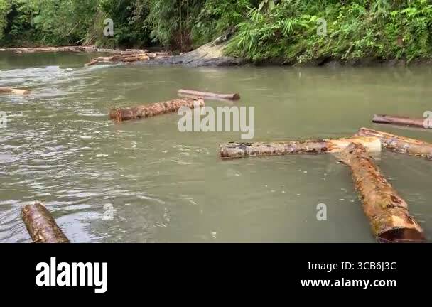 Wood logs transported through flowing river, or log driving, at Ciujung ...