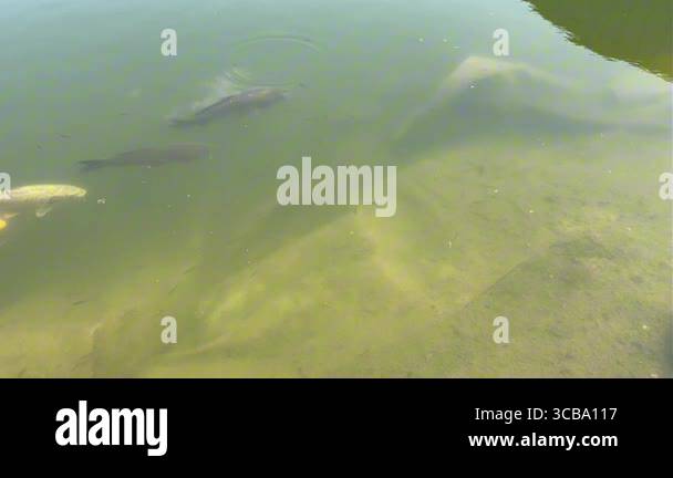 Vector Fish Pond Beautiful koi fish swimming gracefully in clear pond water on a sunny ...