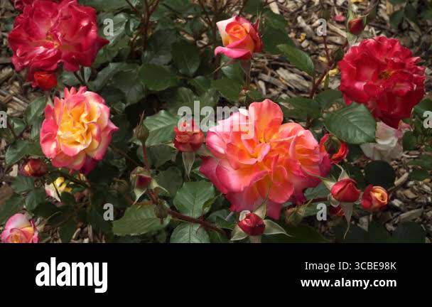 The 'Charleston' floribunda rose blooms in clusters of double flowers ...