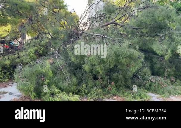 Massive fallen pine tree sprawling across ground following destructive ...