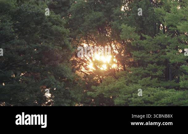Rising sun seen through Stock Videos & Footage - HD and 4K Video Clips ...