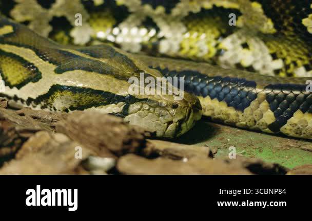 Close-up of a reticulated python resting on the ground, highlighting ...