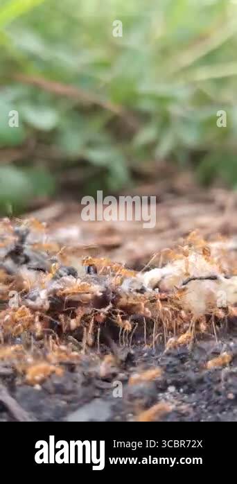 Lifting Up Insect Red ants work in perfect teamwork, lifting and carrying a dead insect ...