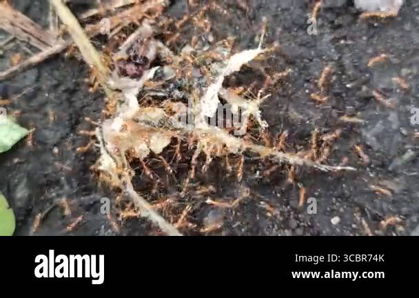 Lifting Up Insect Red ants work in perfect teamwork, lifting and carrying a dead insect ...