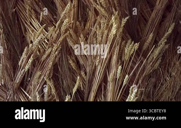 Large quantities of dry grain crops are collected together and form a ...