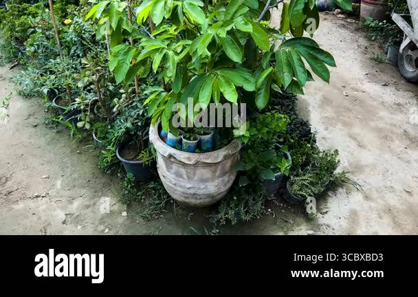 best self watering planters Viva Round Self-Watering Planter, 7" Diameter | Black