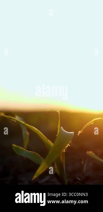 Corn growing. young green corn. close-up. Corn seedlings are growing in ...