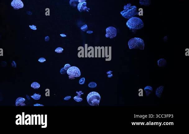 Many luminous jellyfish gracefully drift through the deep blue ocean ...