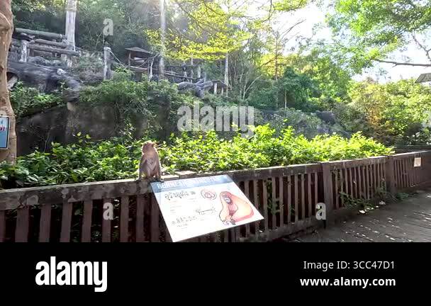 Monkey perched on railing at Chonburi zoo Stock Video Footage - Alamy
