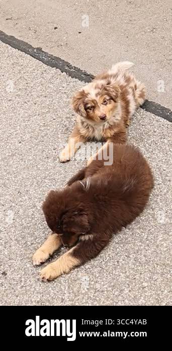 Two brown and white dogs laying on the ground. One is laying on its ...