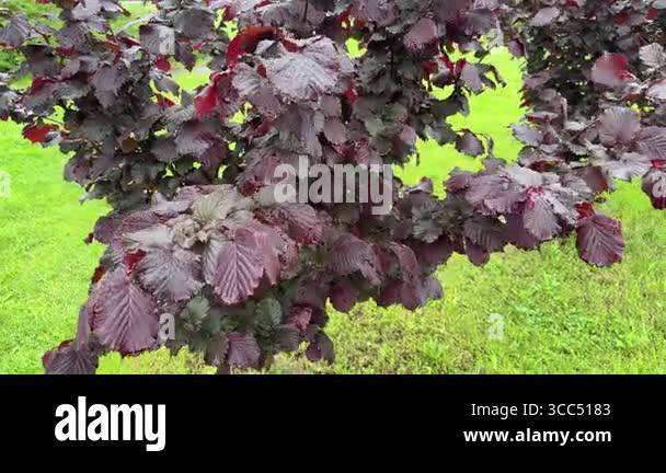 Bush of ornamental red filbert in spring overcast rainy day Stock Video ...