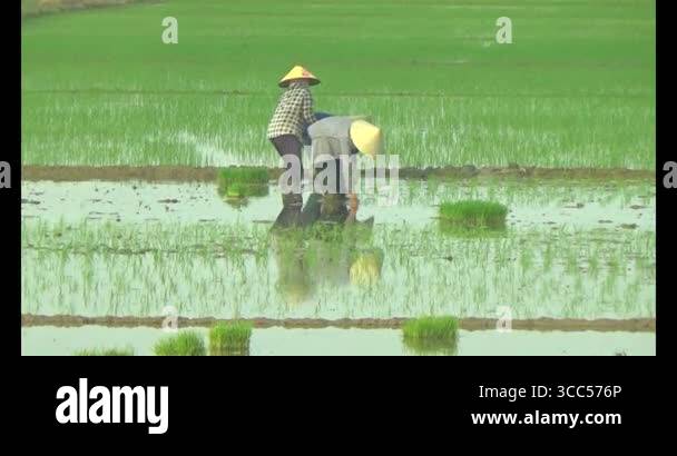 farmers planting rice in the field Stock Video Footage - Alamy