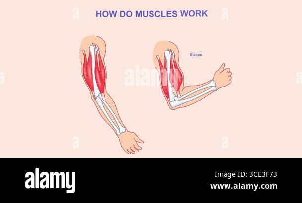 Biceps triceps muscles illustration Stock Videos & Footage - HD and 4K ...