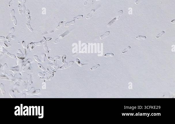 Multiple footprints in pristine snow creating random patterns Stock ...