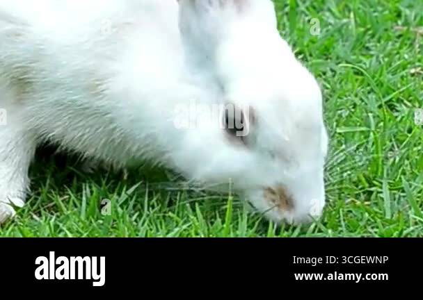 White Rabbit Grazing on Green Grass Closeup Stock Video Footage - Alamy