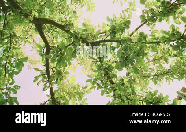 Close-up harvest bush ripe yellow green apples hanging on branch trees ...