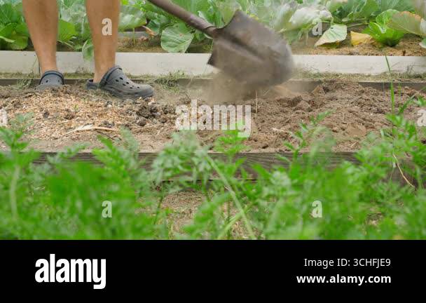 Dig the garden bed with a shovel and sprinkle with chicken manure ...