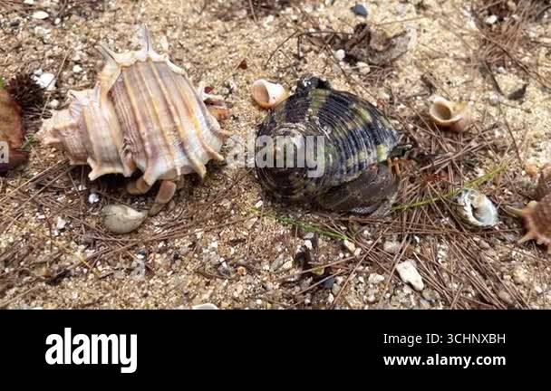 Two hermit crabs in separate shells cautiously peer out and begin to ...