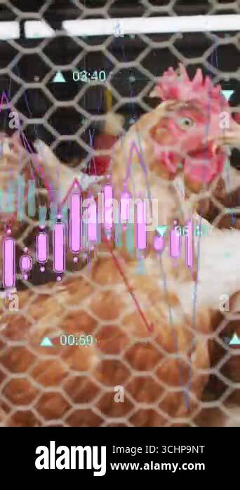 Data analysis animation overlaying chickens in coop. Analytics, data ...