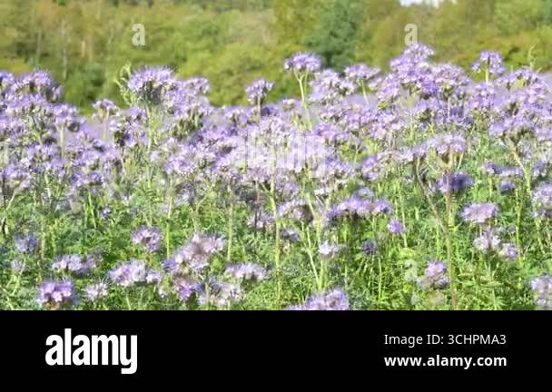 Field of Phacelia tanacetifolia flowers in summer, blue or purple tansy ...