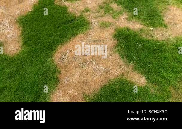 Dried Lawn Grass with Severe Heat Damage and Dead Grass. Summer or ...