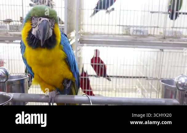 Image showcasing A parrot interacts in an aviary filled with vibrant birds and cages ...
