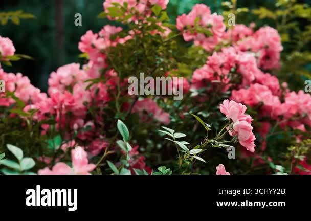 Soft pink roses blooming beautifully in a natural spring garden. A ...